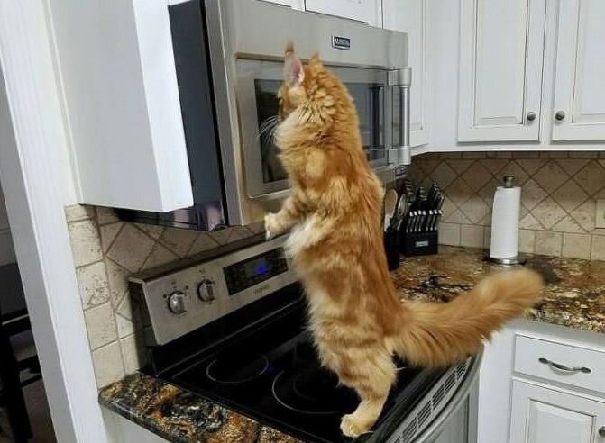 Me watching leftovers cook
